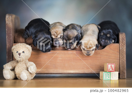 Little puppies sleeping in bed 100482965
