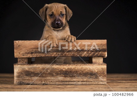 Cute little dog in a wooden crate Cute little dog in a wooden crate 100482966