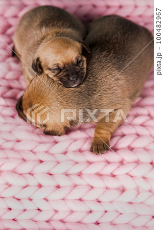 A beautiful little dog sleeps on a blanket 100482967