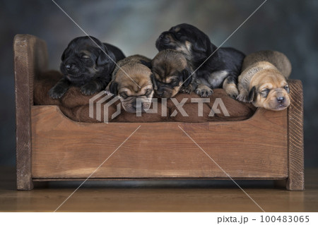 The dogs sleep on a wooden bed 100483065