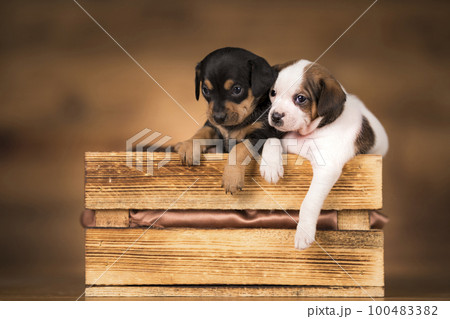 Dog in a wooden crate 100483382