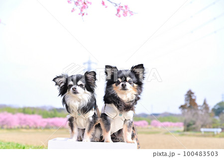 仲良しチワワの春散歩　安行寒桜　（埼玉県坂戸市　北浅羽桜堤公園） 100483503