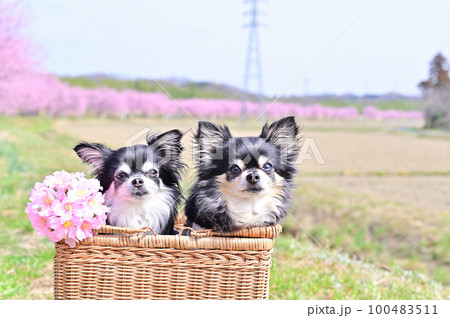 仲良しチワワの春散歩　安行寒桜　（埼玉県坂戸市　北浅羽桜堤公園） 100483511