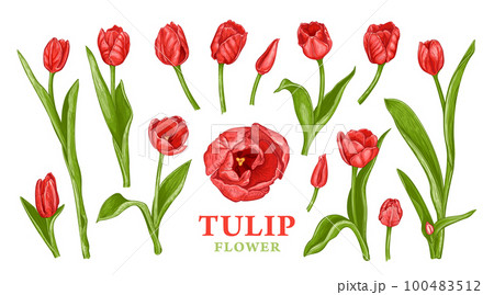 Tulips flower sketch color 3 Tulips flower sketch color 3 100483512