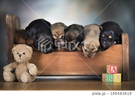 The dogs sleep on a wooden bed 100483610