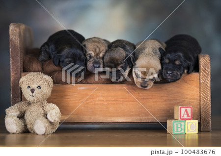 Dogs sleep on a small wooden bed Dogs sleep on a small wooden bed 100483676