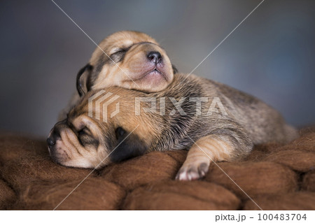 A beautiful little dog sleeps on a blanket 100483704