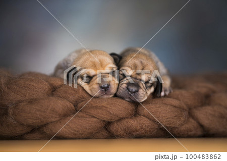 Little cute puppies are sleeping on a blanket 100483862