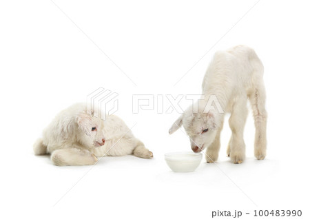 two goat kid isolated on white background. two goat kid isolated on white background. 100483990
