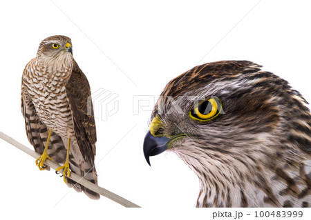 hawk isolated on a white background 100483999