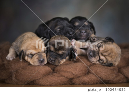 Little cute puppies are sleeping on a blanket 100484032