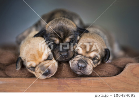 The dogs sleep on a wooden bed 100484095