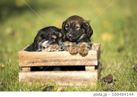 Two dog in a wooden crate on the grass 100484144