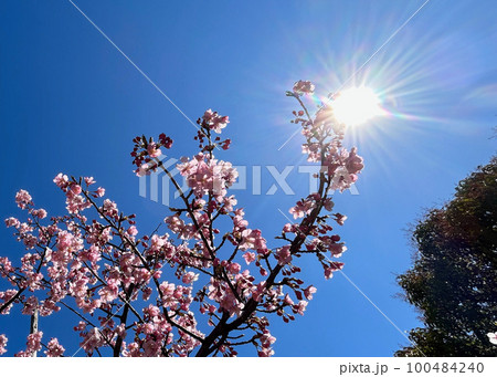 桜咲く 100484240