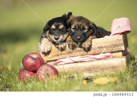 Two dog in a wooden crate on the grass 100484311