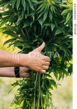 Man Holding Heap Bunch Legal Green Marijuana Cannabis Sprout In His Hands And Showing Finger Up. Cannabis Beautiful Marijuana Cannabis Plant. Close Up 100484339