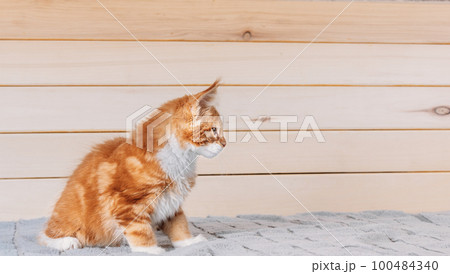 Funny Curious 10 Week Old Young Red Ginger Maine Coon Kitten Cat Sitting At Home Sofa. Coon Cat, Maine Cat, Maine Shag. Amazing Pets Pet 100484340