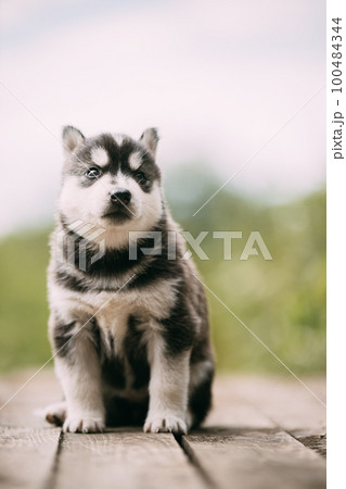 Four-week-old Husky Puppy Of White-gray-black Color Sitting On Wooden Ground And Looking Into Distance Four-week-old Husky Puppy Of White-gray-black Color Sitting On Wooden Ground And Looking Into Distance 100484344