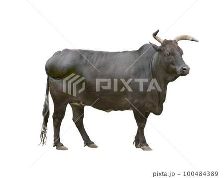 black zebu cattle isolated on white background 100484389