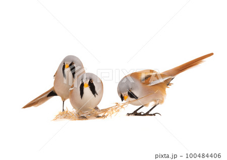three bearded reedling isolated on a white  background 100484406