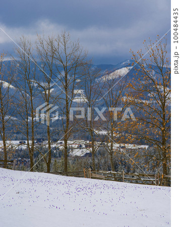 saffron under the snow. Koscielisko Tatras, Poland 100484435