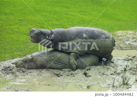 pygmy hippo breeding on green grass in natural environment 100484482