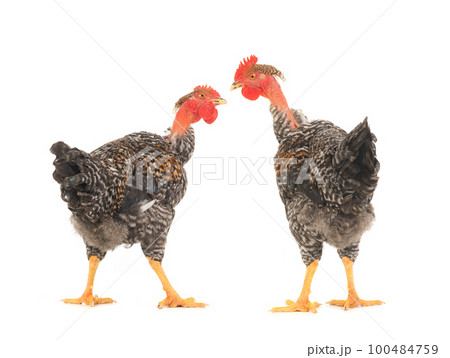 two gray roosters look at each other isolated on white background two gray roosters look at each other isolated on white background 100484759