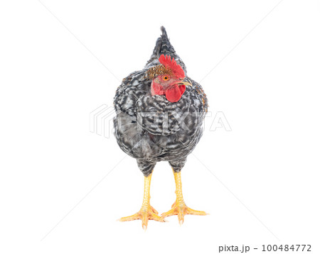 gray rooster isolated on white background 100484772