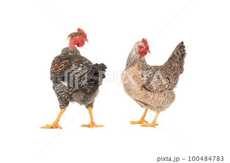 gray rooster gray laying hen isolated on white background gray rooster gray laying hen isolated on white background 100484783