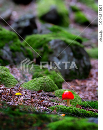 red fly agaric against the background of stones overgrown with moss red fly agaric against the background of stones overgrown with moss 100484803