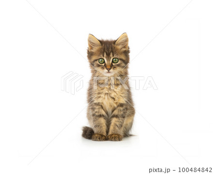 Beautiful kitten isolated on a white background Beautiful kitten isolated on a white background 100484842