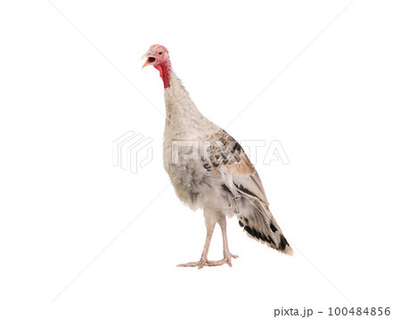 screaming female turkey isolated on white background 100484856