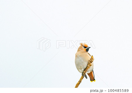 キレンジャク  黄連雀   【冬鳥】 100485589