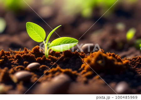 地面から顔を出す小さな芽　芽生え　誕生 100485969
