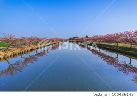 笠松河津桜ロード 100486145
