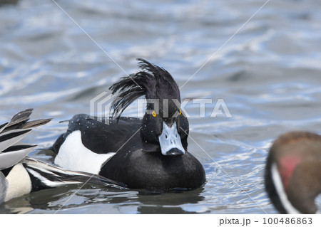 キンクロハジロ キンクロハジロ 100486863