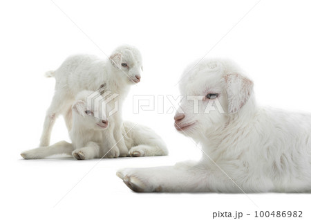 goats kid isolated on white goats kid isolated on white 100486982