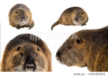 nutria isolated on a white background nutria isolated on a white background 100486992