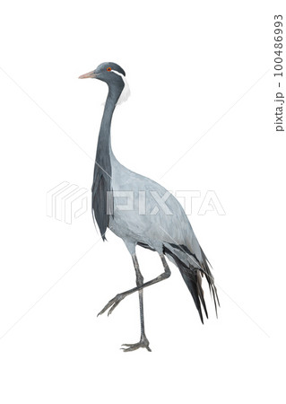 crane (anthropoides virgo) isolated on white background crane (anthropoides virgo) isolated on white background 100486993