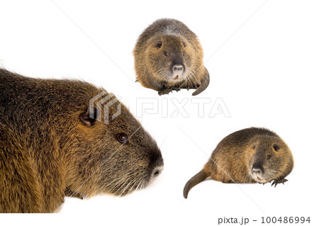 nutria isolated on a white background nutria isolated on a white background 100486994