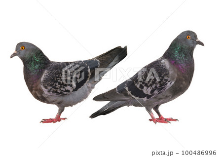 two doves isolated on white background 100486996