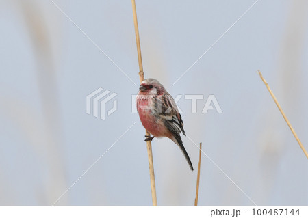 ベニマシコ 100487144