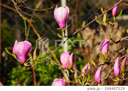 purple magnolia twig in full blossom. romantic floral background of a garden 100487229