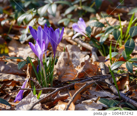 firtst crocuses blooming in march. closeup of purple flowers in spring season 100487242