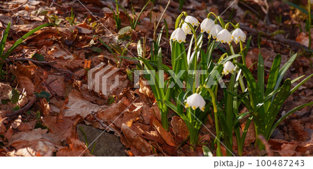 summer snowflake blooming on a sunny day. spring nature background 100487243