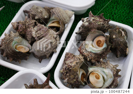 サザエ サザエ 100487244