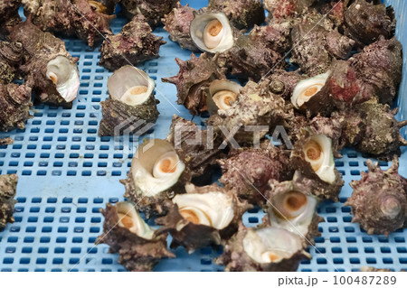 サザエ サザエ 100487289