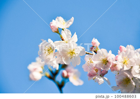 細井桜 細井桜 100488603