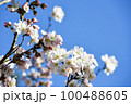 細井桜 100488605