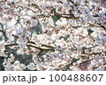 細井桜 100488607